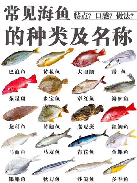 魚種類|魚類